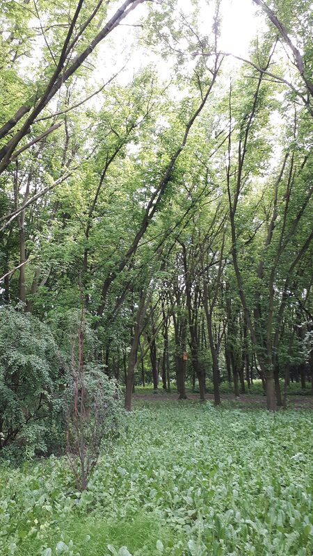 Julianów